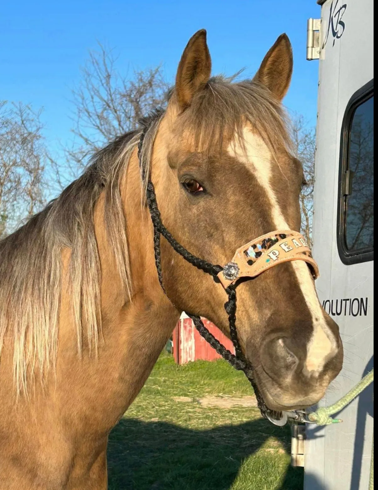 Black Braided mule tape horse halter with personalized noseband