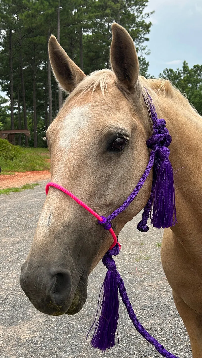 Lariat mule tape horse halter with lead